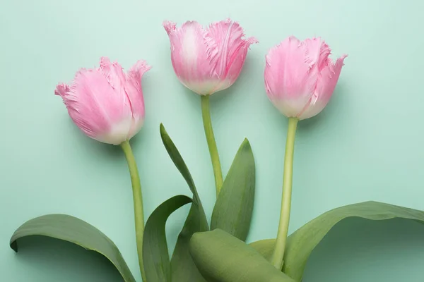 Photo colorée de tulipes fraîches roses printanières sur fond cyan. Joyeuse carte Pâques et Fête des Mères . — Photo