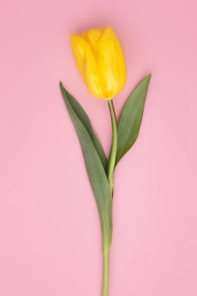 Photo colorée de tulipes fraîches de fleurs jaunes printanières sur fond rose. Joyeuse carte Pâques et Fête des Mères . — Photo