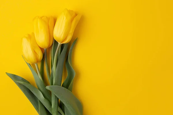 Sarı arka planda taze bahar çiçeği lalelerinin renkli bir fotoğrafı. Mutlu Paskalyalar ve Anneler Günü kartları..