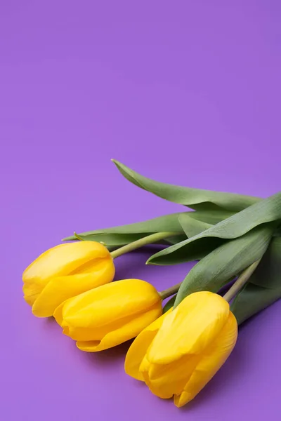 Кольорове фото свіжих пружинних жовтих квіткових тюльпанів над фіолетовим фоном. Щасливої Великодня і матерів день. — стокове фото