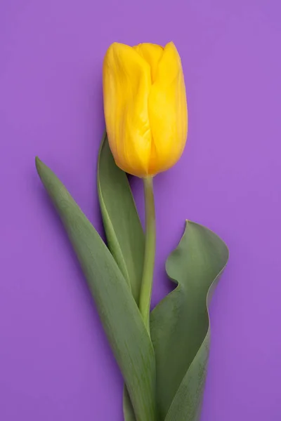 Photo colorée de tulipes fraîches de fleurs jaunes printanières sur fond violet. Joyeuse carte Pâques et Fête des Mères . — Photo