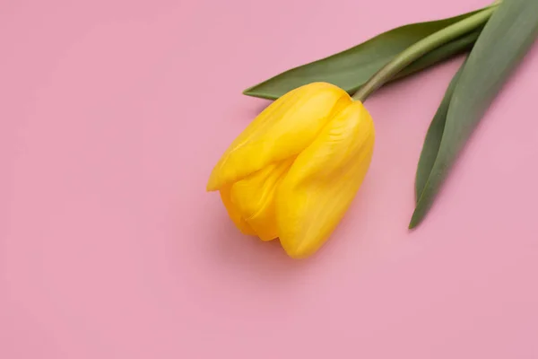 Photo colorée de tulipes fraîches de fleurs jaunes printanières sur fond rose. Joyeuse carte Pâques et Fête des Mères . — Photo