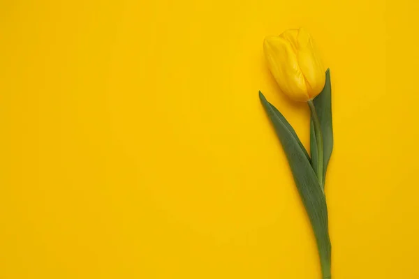 Photo colorée de tulipes fraîches de fleurs de printemps sur fond jaune. Joyeuse carte Pâques et Fête des Mères . — Photo