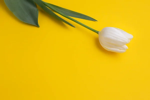 Photo colorée de tulipes fraîches de fleurs blanches printanières sur fond jaune. Joyeuse carte Pâques et Fête des Mères . — Photo