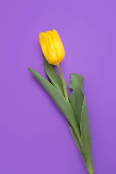 Photo colorée de tulipes fraîches de fleurs jaunes printanières sur fond violet. Joyeuse carte Pâques et Fête des Mères . — Photo