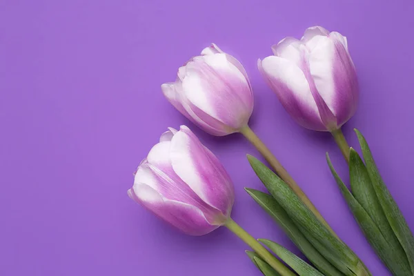 Photo colorée de tulipes fraîches de fleurs de printemps sur fond violet. Joyeuse carte Pâques et Fête des Mères . — Photo