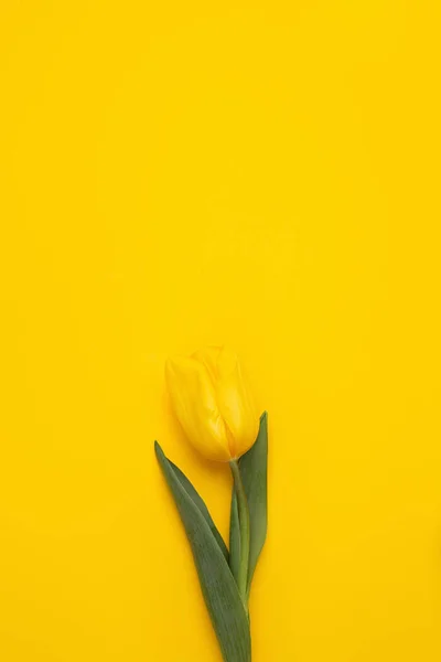Кольорове фото свіжих пружинних квіткових тюльпанів на жовтому тлі. Щасливої Великодня і матерів день. — стокове фото