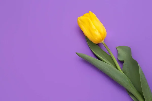 Photo colorée de tulipes fraîches de fleurs jaunes printanières sur fond violet. Joyeuse carte Pâques et Fête des Mères . — Photo