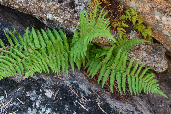 fern grows on a stone from old needles