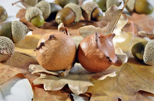 Oak galls ,acorns ,placed on leaves — Stock Photo, Image