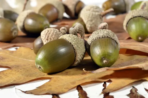 Oak acorns with autumn — Stock Photo, Image