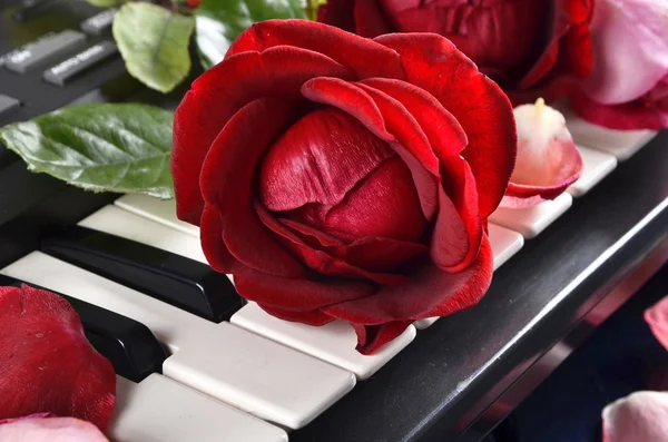 Een prachtige rode roos — Stockfoto
