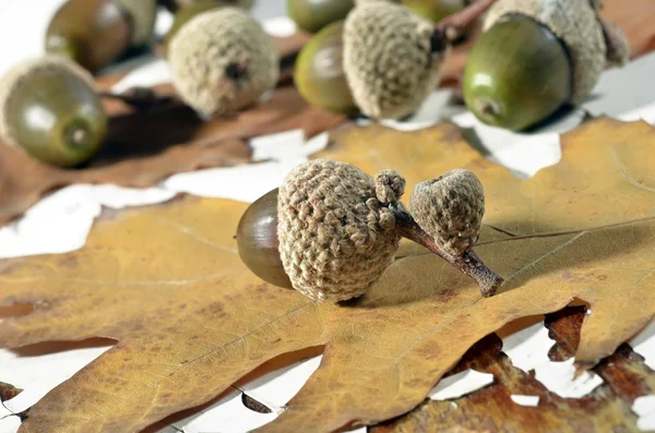 Eiken eikels met herfst — Stockfoto