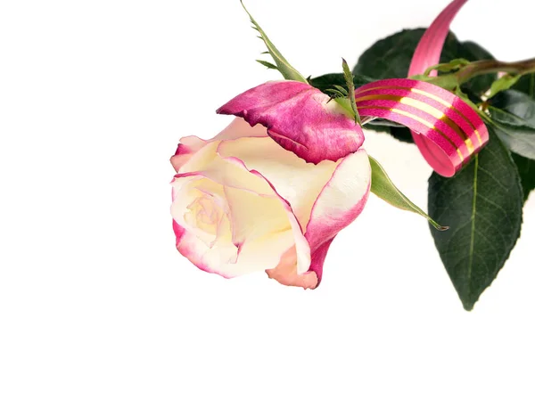 Růžové a bílé růže květ, samostatný — Stock fotografie