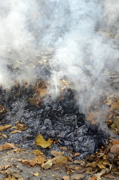 smoke from burning leaves