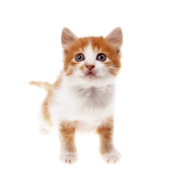 Orange  kitten on a white background — Stock Photo, Image