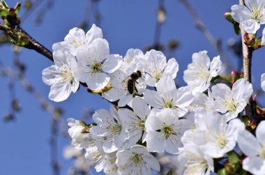 Nazik çiçek meyve ağaçları bir bahar