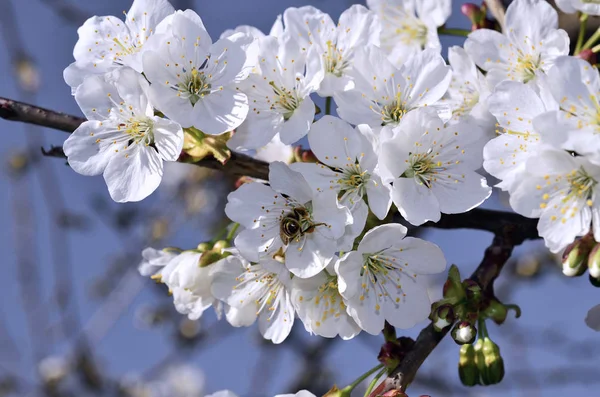 Gentle  flowers fruit trees in a spring
