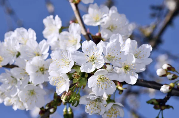 Мягкие цветы фруктовые деревья весной — стоковое фото