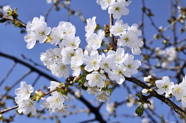Мягкие цветы фруктовые деревья весной — стоковое фото