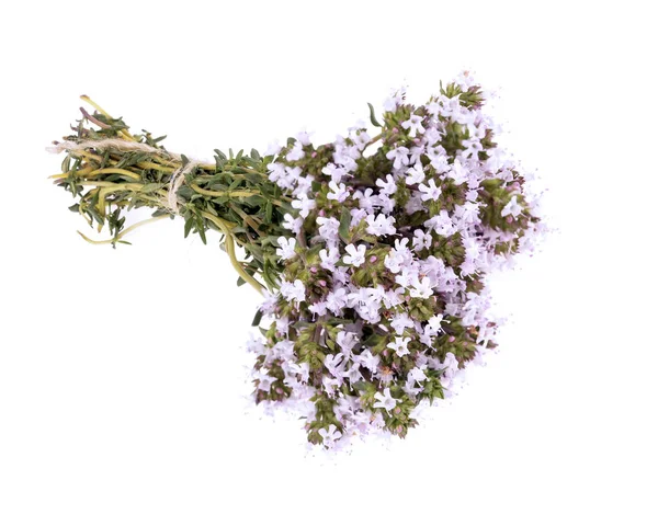 The blossoming thyme — Stock Photo, Image