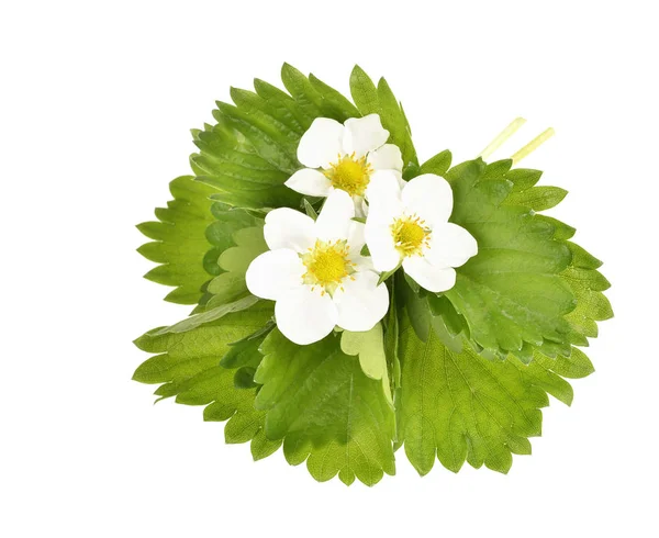 Strawberry flowers and leaves — Stock Photo, Image