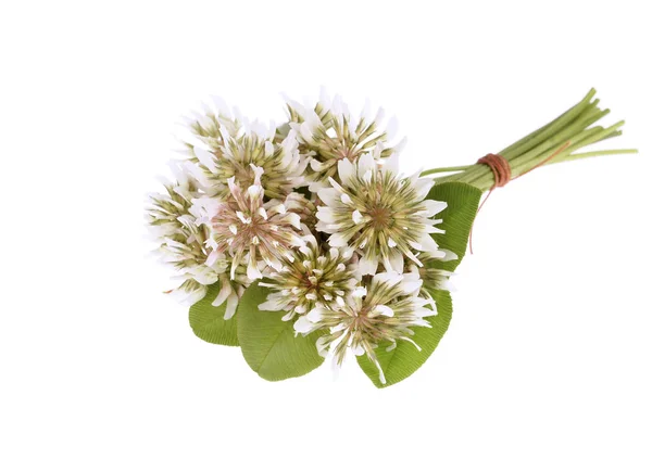 Trifolium repens-White clover — Stockfoto