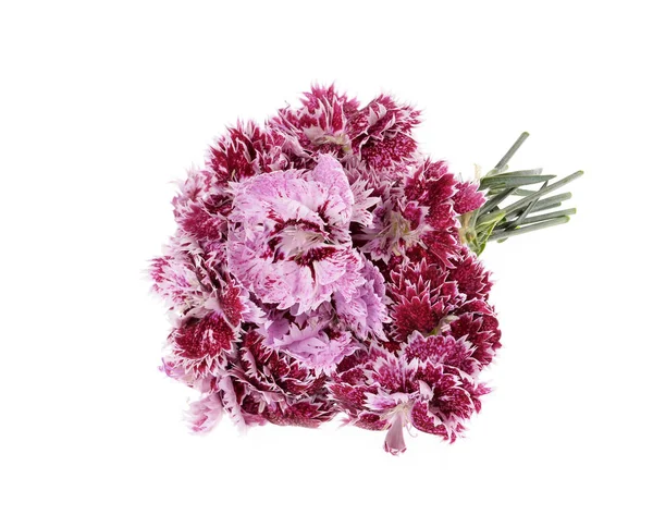 Bouquet belles oeillets — Photo