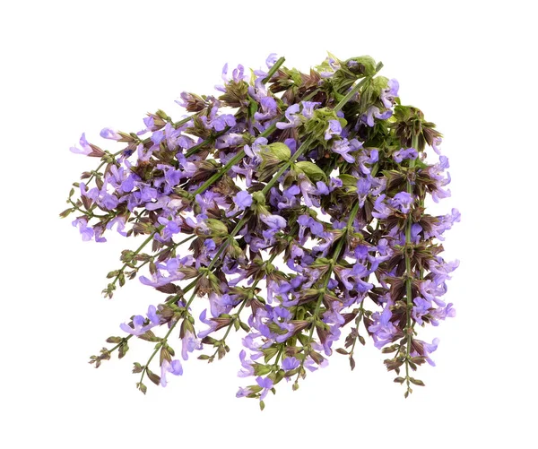 Lila Salvia blüht auf einem isolierten — Stockfoto