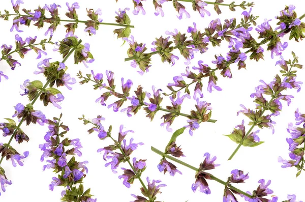 Violet salvia fleurs texture de fond — Photo