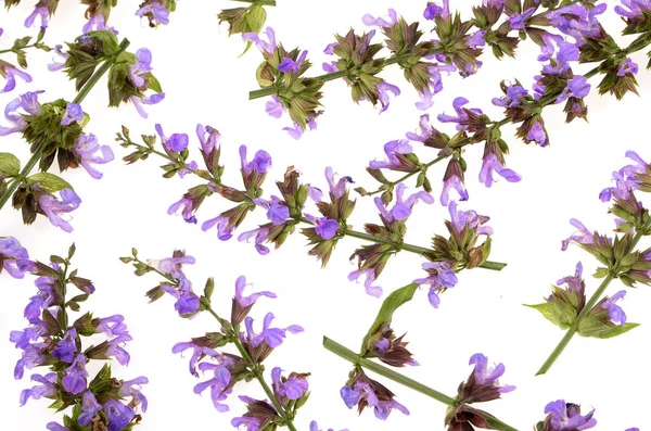 Lila Salvia Blumen Hintergrund Textur — Stockfoto