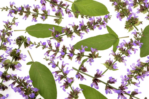 Lila Salvia Blumen Hintergrund Textur — Stockfoto