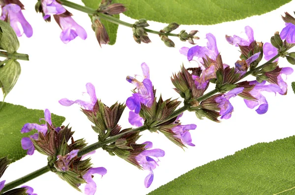 Lila salvia blommor bakgrundsstruktur — Stockfoto