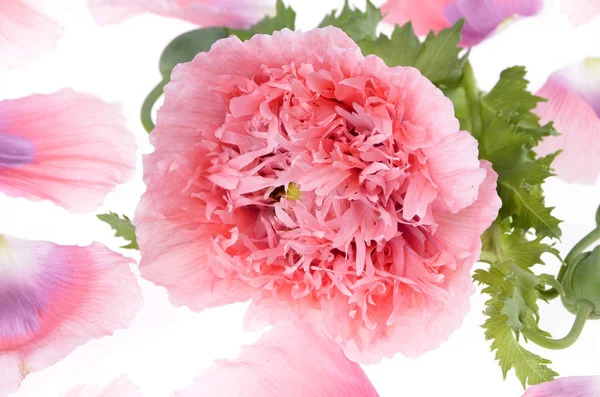 Pink peony flower isolated on white — Stock Photo, Image