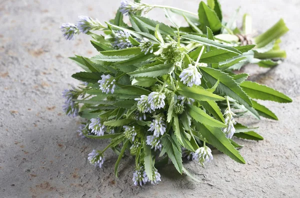 Foenum graecum, feno-grego, metilo, erva com — Fotografia de Stock