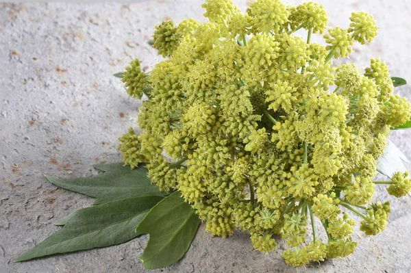 Bunga dan daun rempah-rempah segar  ( — Stok Foto