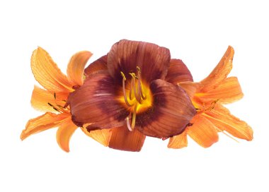 lily turuncu daylily beyaz izole 