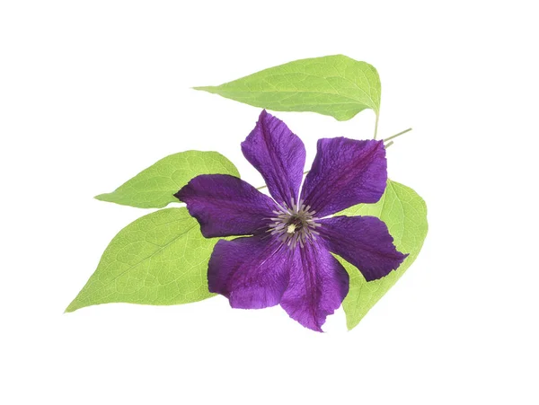 Bella clematide viola isolato — Foto Stock