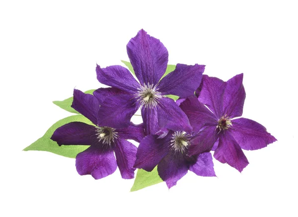 Hermosa púrpura clematis aislado —  Fotos de Stock