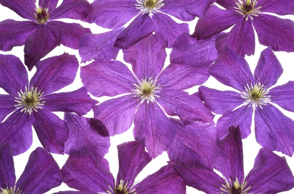美丽的紫色铁线莲分离 — 图库照片