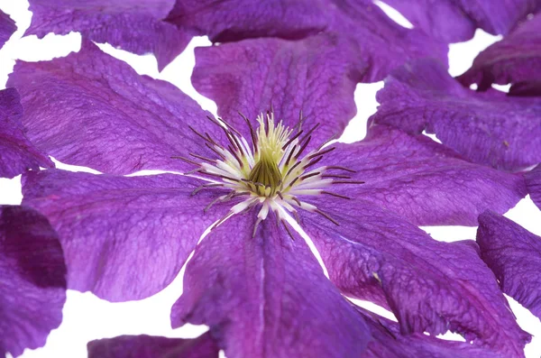 Mooie paarse clematis geïsoleerd — Stockfoto