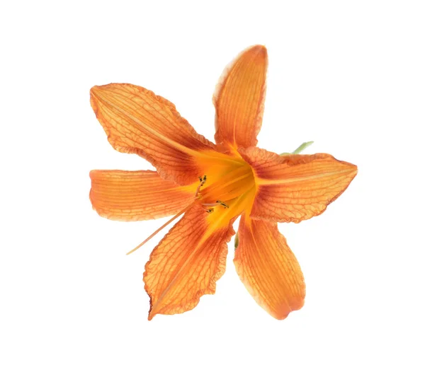 孤立在白色的百合橙色黄花菜 — 图库照片