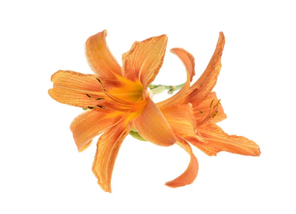 Κρίνος πορτοκαλί daylily απομονωθεί σε λευκό — Φωτογραφία Αρχείου