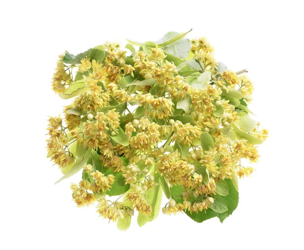 Branch of linden flowers isolated — Stock Photo, Image