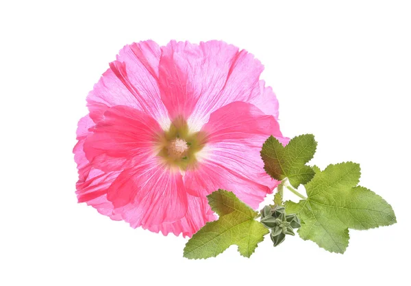 Beautiful decorating hollyhock flowers — Stock Photo, Image