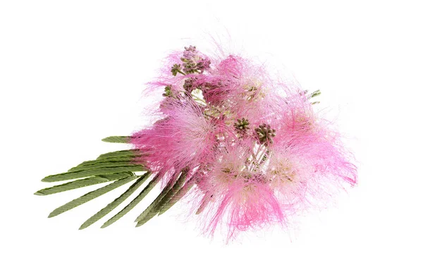 Mimoza Albizia julibrissin yeşillik