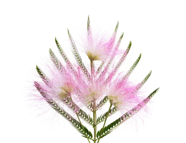 Mimose albizia julibrissin Laub — Stockfoto