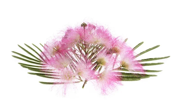 Fogliame di Mimosa Albizia julibrissin — Foto Stock