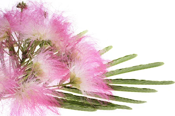 Mimoza Albizia julibrissin yeşillik — Stok fotoğraf