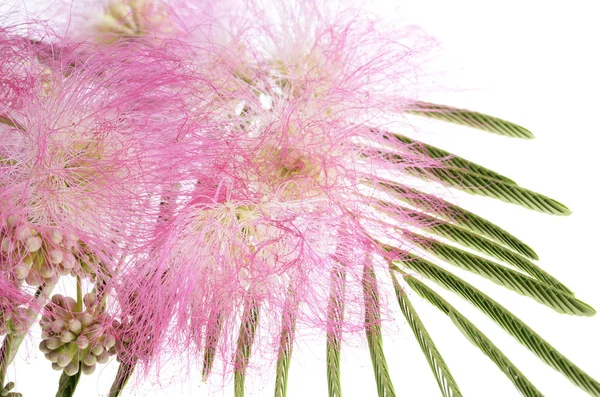 Mimosa Albizia julibrissin liści — Zdjęcie stockowe